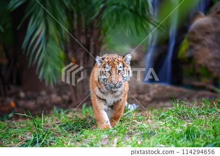 Tiger cub in the wild. Baby animal in green grass on waterfall background Tiger cub in the wild. Baby animal in green grass on waterfall background 114294656