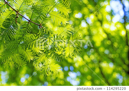 Fresh green forest: Close-up of metasequoia leaves 114295220