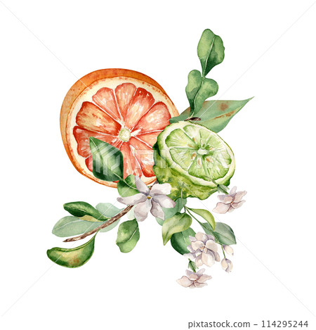 Citrus fruits and jasmine branch watercolor illustration isolated on white. Bergamot hand drawn. Fresh summer composition with sliced citrus ripe drawing. Design for packaging, label aroma product Citrus fruits and jasmine branch watercolor illustration isolated on white. Bergamot hand drawn. Fresh summer composition with sliced citrus ripe drawing. Design for packaging, label aroma product 114295244