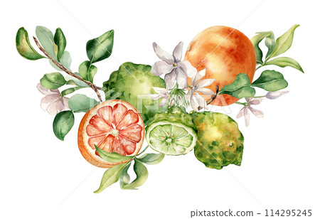 Citrus fruits grapefruit and bergamot with jasmine flowers watercolor isolated illustration. Hand drawn summer plants with orange green peel in botanical sketch style for cosmetic products label Citrus fruits grapefruit and bergamot with jasmine flowers watercolor isolated illustration. Hand drawn summer plants with orange green peel in botanical sketch style for cosmetic products label 114295245