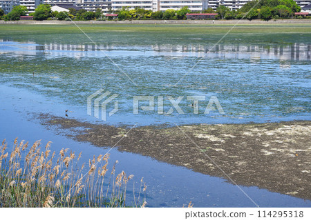 Yatsu tidal flat (Narashino City, Chiba Prefecture) 114295318