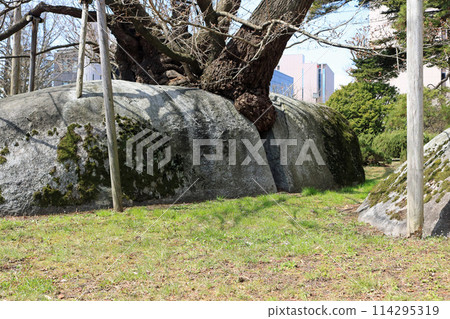 The base of the Ishiwari Sakura tree, a crack in the granite 114295319