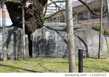 The base of the Ishiwari Sakura tree, a crack in the granite The base of the Ishiwari Sakura tree, a crack in the granite 114295323