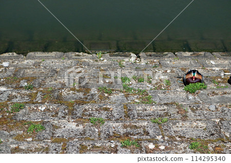 Male mandarin duck standing by the water 114295340
