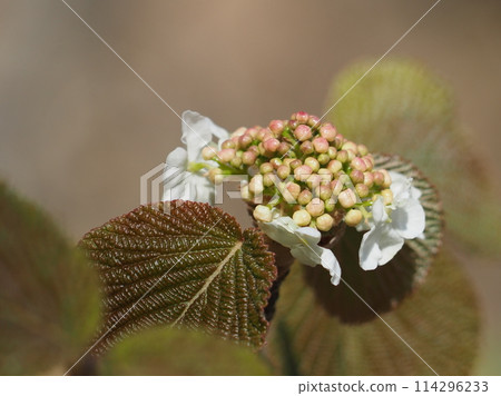 Flowers of the oak tree 3 Flowers of the oak tree 3 114296233