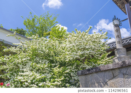 長谷寺 - 二王門前的大手鞠 長谷寺 - 二王門前的大手鞠 114296561