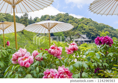 Hasedera Temple: Peonies in full bloom and Japanese umbrellas in the grounds 114296563
