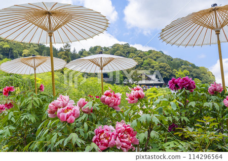 Hasedera Temple: Peonies in full bloom and Japanese umbrellas in the grounds Hasedera Temple: Peonies in full bloom and Japanese umbrellas in the grounds 114296564