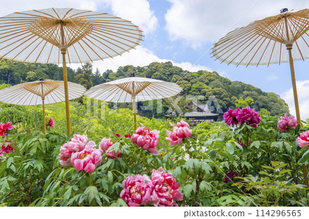 Hasedera Temple: Peonies in full bloom and Japanese umbrellas in the grounds 114296565