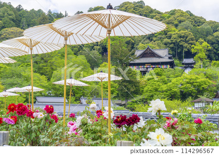 長谷寺院內盛開的牡丹和日本傘 長谷寺院內盛開的牡丹和日本傘 114296567