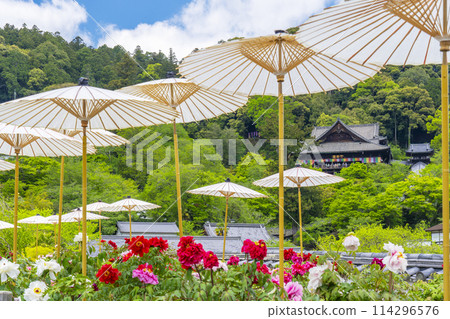 長谷寺院內盛開的牡丹和日本傘 長谷寺院內盛開的牡丹和日本傘 114296576
