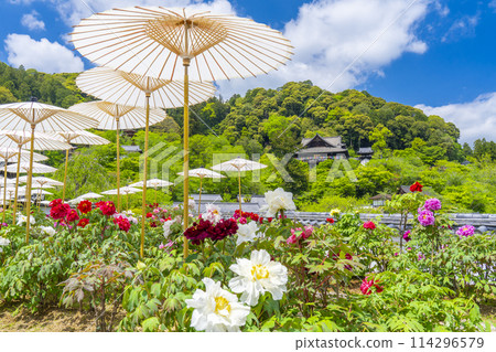 Hasedera Temple: Peonies in full bloom and Japanese umbrellas in the grounds 114296579