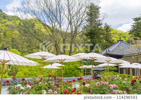 Hasedera Temple: Peonies in full bloom and Japanese umbrellas in the grounds 114296581