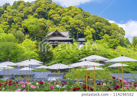Hasedera Temple: Peonies in full bloom and Japanese umbrellas in the grounds Hasedera Temple: Peonies in full bloom and Japanese umbrellas in the grounds 114296582