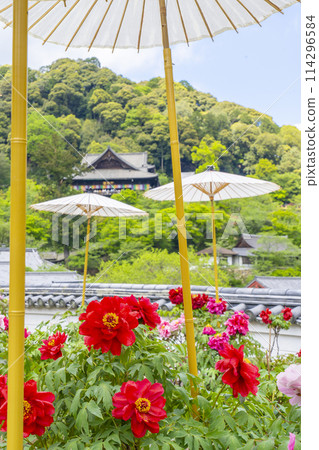 長谷寺院內盛開的牡丹和日本傘 114296584