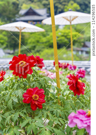 長谷寺院內盛開的牡丹和日本傘 長谷寺院內盛開的牡丹和日本傘 114296585