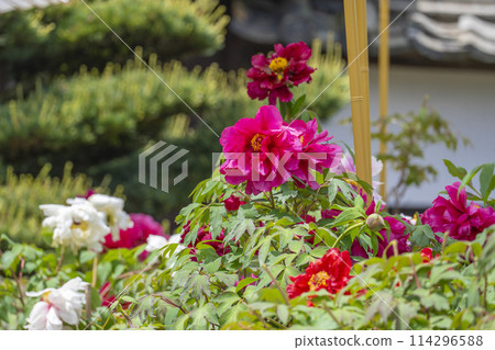 Hasedera Temple: Peonies in full bloom and Japanese umbrellas in the grounds Hasedera Temple: Peonies in full bloom and Japanese umbrellas in the grounds 114296588