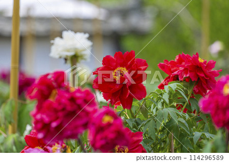 Hasedera Temple: Peonies in full bloom and Japanese umbrellas in the grounds Hasedera Temple: Peonies in full bloom and Japanese umbrellas in the grounds 114296589