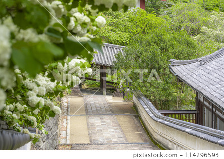 Hasedera Temple: Large balls in full bloom and stone steps leading to the temple Hasedera Temple: Large balls in full bloom and stone steps leading to the temple 114296593