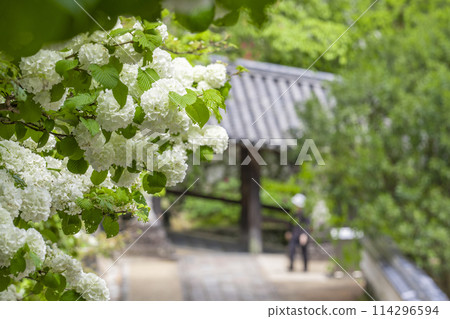 Hasedera Temple: Large balls in full bloom and stone steps leading to the temple 114296594