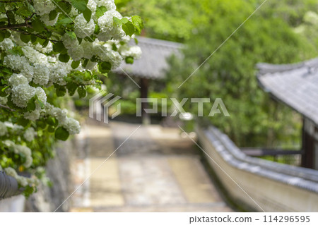 Hasedera Temple: Large balls in full bloom and stone steps leading to the temple 114296595