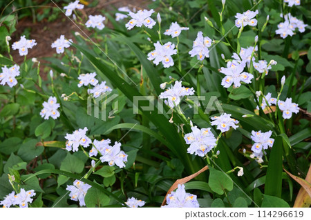 Flowers of Shaga Flowers of Shaga 114296619