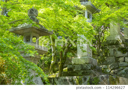 Hasedera Temple surrounded by fresh greenery: stone lanterns and rhododendron flowers Hasedera Temple surrounded by fresh greenery: stone lanterns and rhododendron flowers 114296627