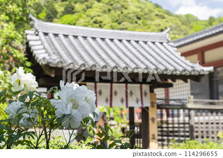 Hasedera Temple - Peony flowers blooming in the grounds, in front of the shohozozo 114296655