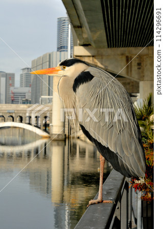 Where the birds gaze Where the birds gaze 114296691