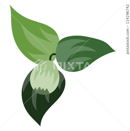 Green fig on branch with big leaves in flat design. Fruit on green twig. Vector illustration isolated. Green fig on branch with big leaves in flat design. Fruit on green twig. Vector illustration isolated. 114296742