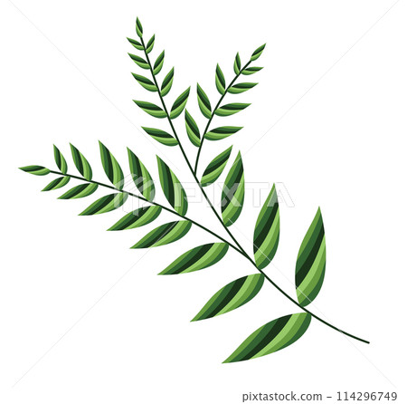 Abstract acacia leaves in flat design. Green seasonal forest foliage. Vector illustration isolated. 114296749