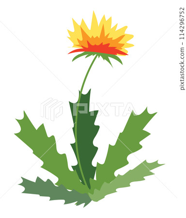 Dandelion plant in flat design. Blooming yellow wildflower with leaves. Vector illustration isolated. 114296752
