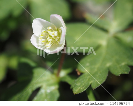 Spring white wildflowers Spring white wildflowers 114296754