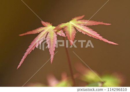 Mountain maple (new buds, budding, beautiful autumn leaves, yellow leaves, image) Mountain maple (new buds, budding, beautiful autumn leaves, yellow leaves, image) 114296810