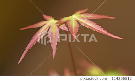 Mountain maple (new buds, budding, beautiful autumn leaves, yellow leaves, image) Mountain maple (new buds, budding, beautiful autumn leaves, yellow leaves, image) 114296812