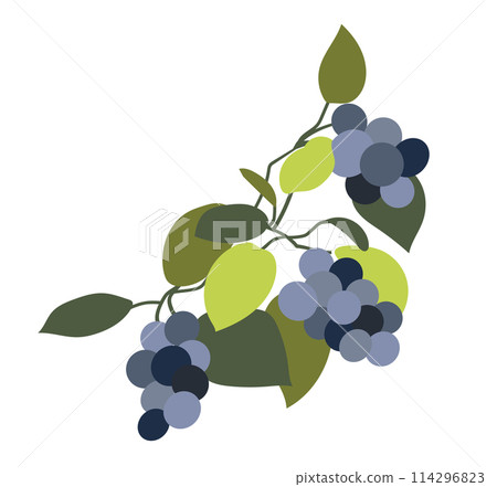 Blue grapes on branch in flat design. Vineyard berries with green leaves. Vector illustration isolated. 114296823