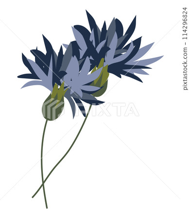 Abstract blue cornflowers on twigs in flat design. Blooming summer plant. Vector illustration isolated. 114296824