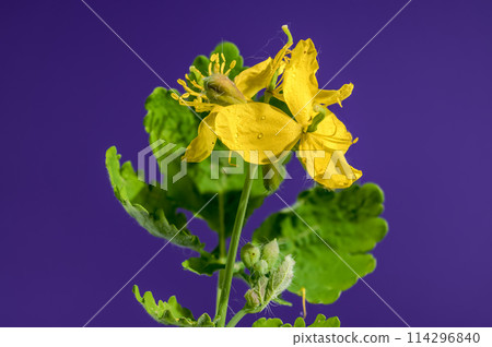 Blooming yellow lesser celandine on a purple background 114296840