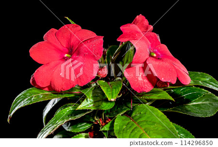 Blooming red impatiens hawkeri flowers on a black background 114296850
