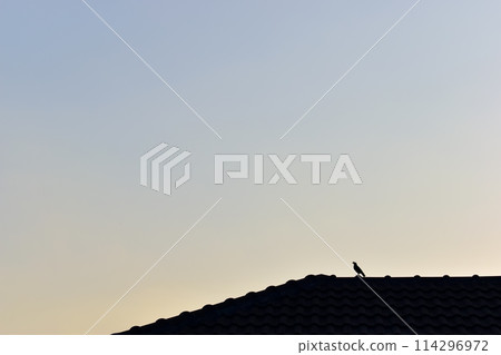 bird on roof house on sunrise sky and cloud in the morning, sunset natural background bird on roof house on sunrise sky and cloud in the morning, sunset natural background 114296972
