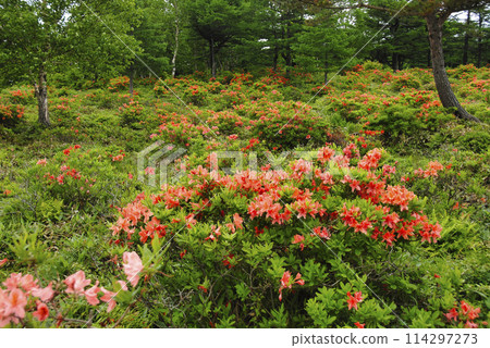 Renge Azalea, Yunomaru Highlands, Gunma Prefecture 114297273