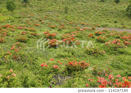 Renge Azalea, Yunomaru Highlands, Gunma Prefecture 114297340