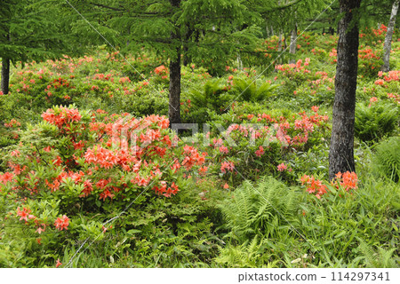 Renge Azalea, Yunomaru Highlands, Gunma Prefecture 114297341