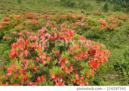 Renge Azalea, Yunomaru Highlands, Gunma Prefecture Renge Azalea, Yunomaru Highlands, Gunma Prefecture 114297342