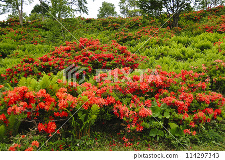 Renge Azalea, Yunomaru Highlands, Gunma Prefecture 114297343