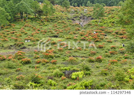 Renge Azalea, Yunomaru Highlands, Gunma Prefecture 114297346