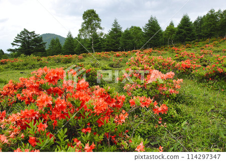 Renge Azalea, Yunomaru Highlands, Gunma Prefecture 114297347