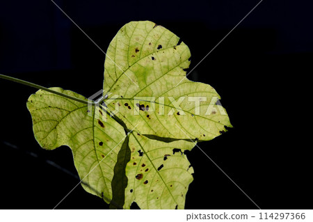 葛葉在初冬的陽光下閃閃發光 葛葉在初冬的陽光下閃閃發光 114297366