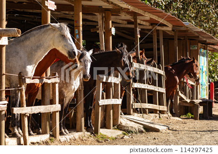 Horse station in entertainment center in Valle del Cocora Valley. Salento, Quindio department. Colombia travel destination. 114297425