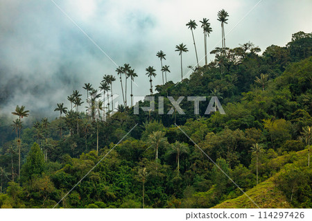Nature landscape of tall wax palm trees in Valle del Cocora Valley. Salento, Quindio department. Colombia mountains landscape. 114297426